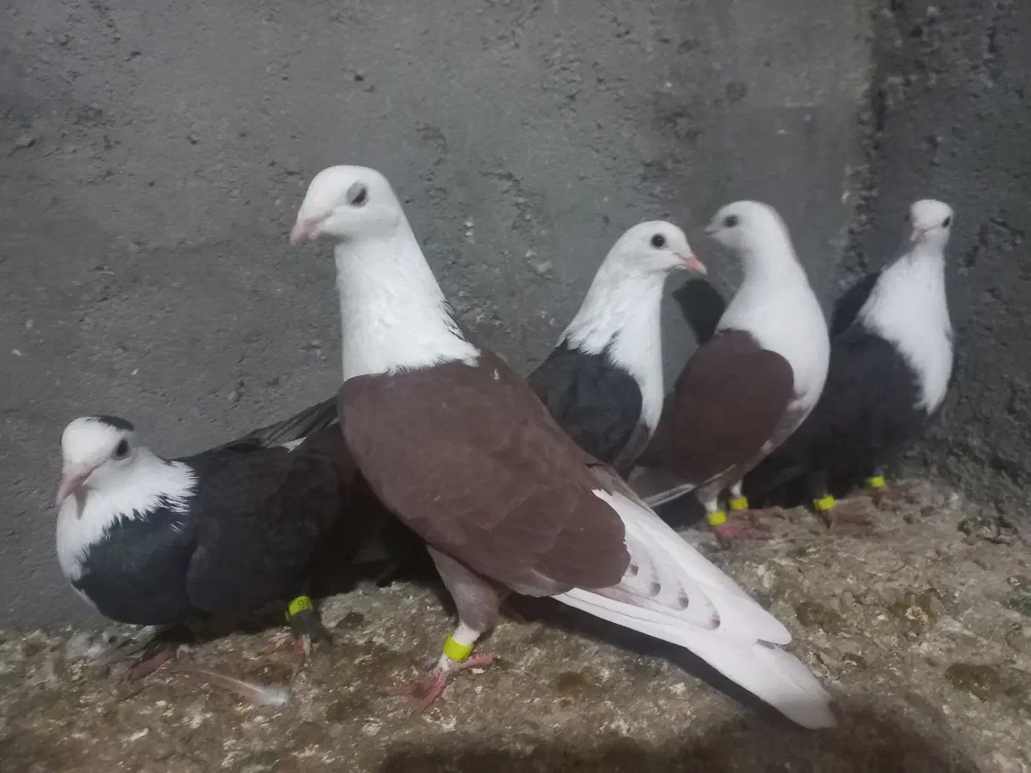 رنگه ۵ عدد جفت|پرنده|مشهد, فرخد|دیوار