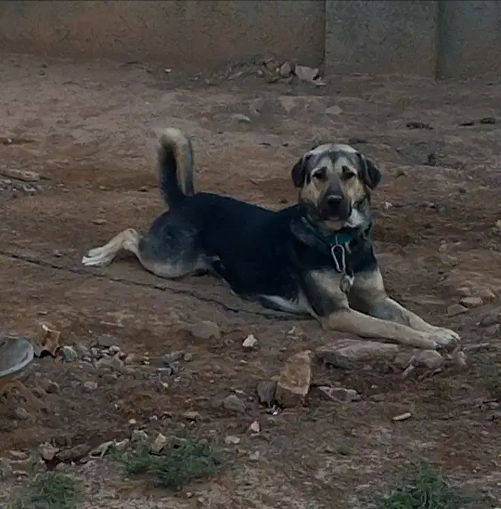 سگ پژدر|سگ|بشاریات, |دیوار