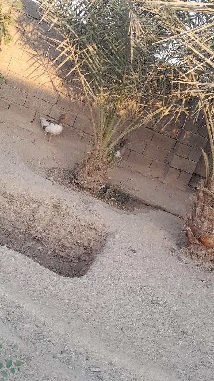 غاز و اردک|حیوانات مزرعه|مهران (هرمزگان), |دیوار