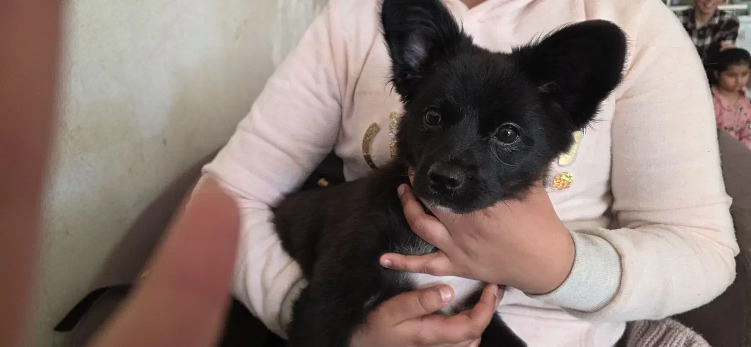 میکس پامر اشپیتز|سگ|شاهین‌شهر, شهرک گلدیس|دیوار