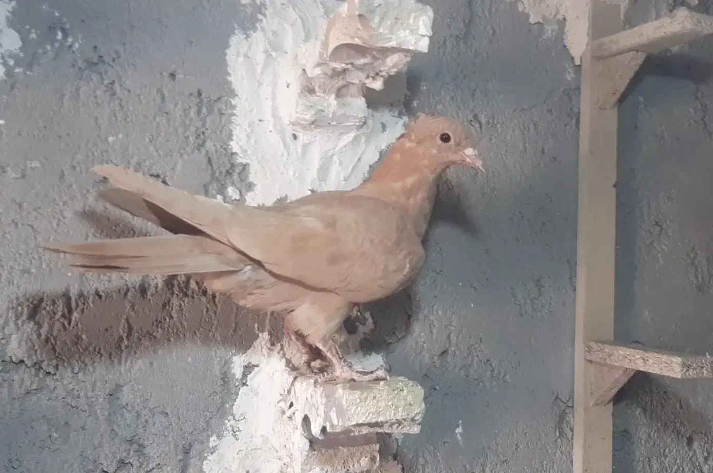 جوجه زرد دمسفید نر|پرنده|رفسنجان, |دیوار