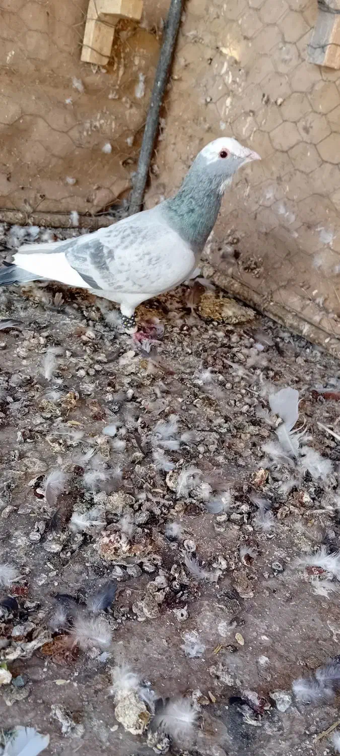 لوازم تحریر خودکار مداد دفتر کفتر موجود|لوازم التحریر|رفسنجان, |دیوار