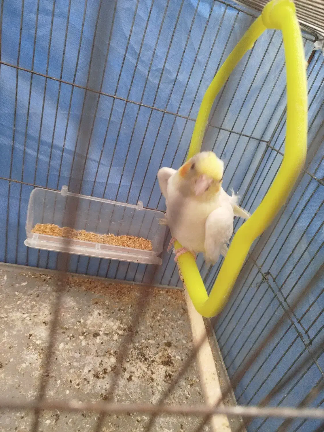 طوطی برزیلی و عروس جوجه 3 ماهه فووری|پرنده|محمدیه-قزوین, |دیوار