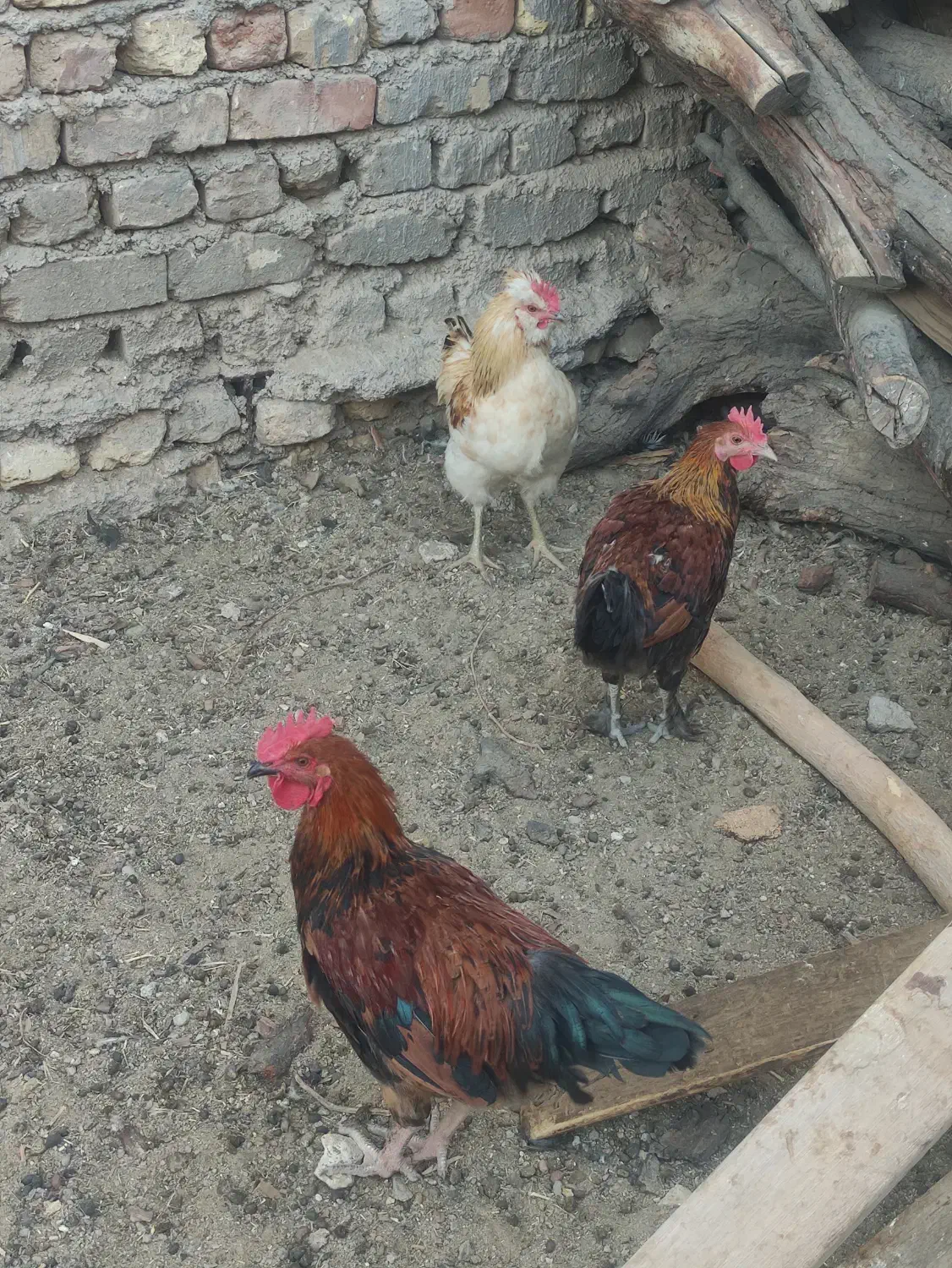 خروس گوشتی|حیوانات مزرعه|کاشان, طاهرآباد|دیوار