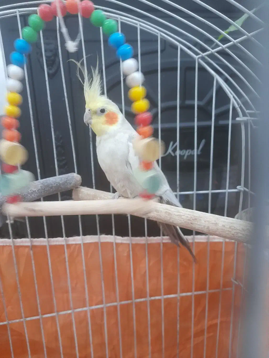 عروس هلندی|پرنده|سامان, |دیوار