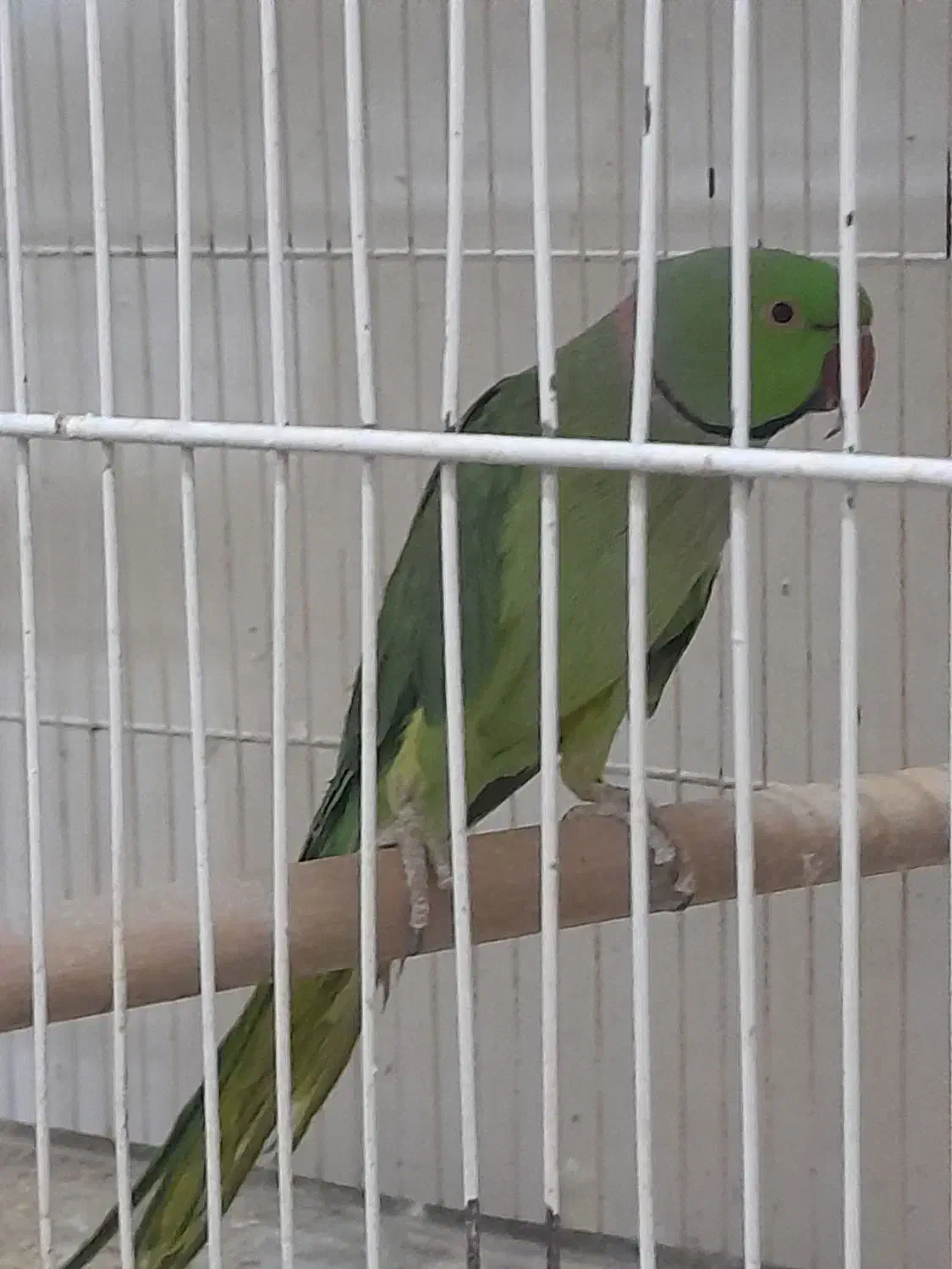 طوطی|پرنده|قوچان, |دیوار