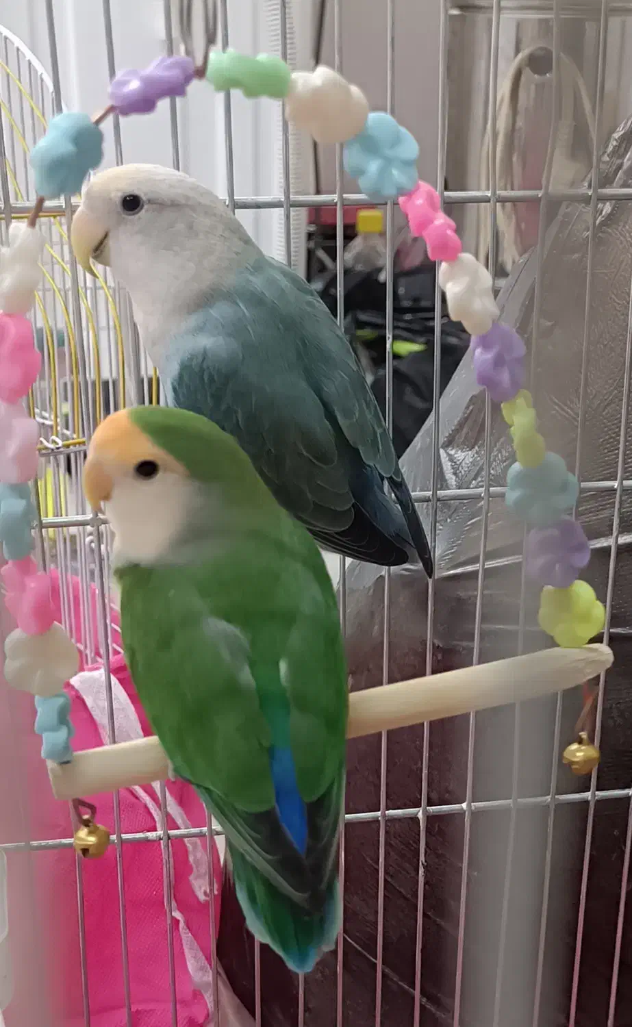 کوتوله برزیلی اماده تخم گذاری|پرنده|فولادشهر, B2|دیوار