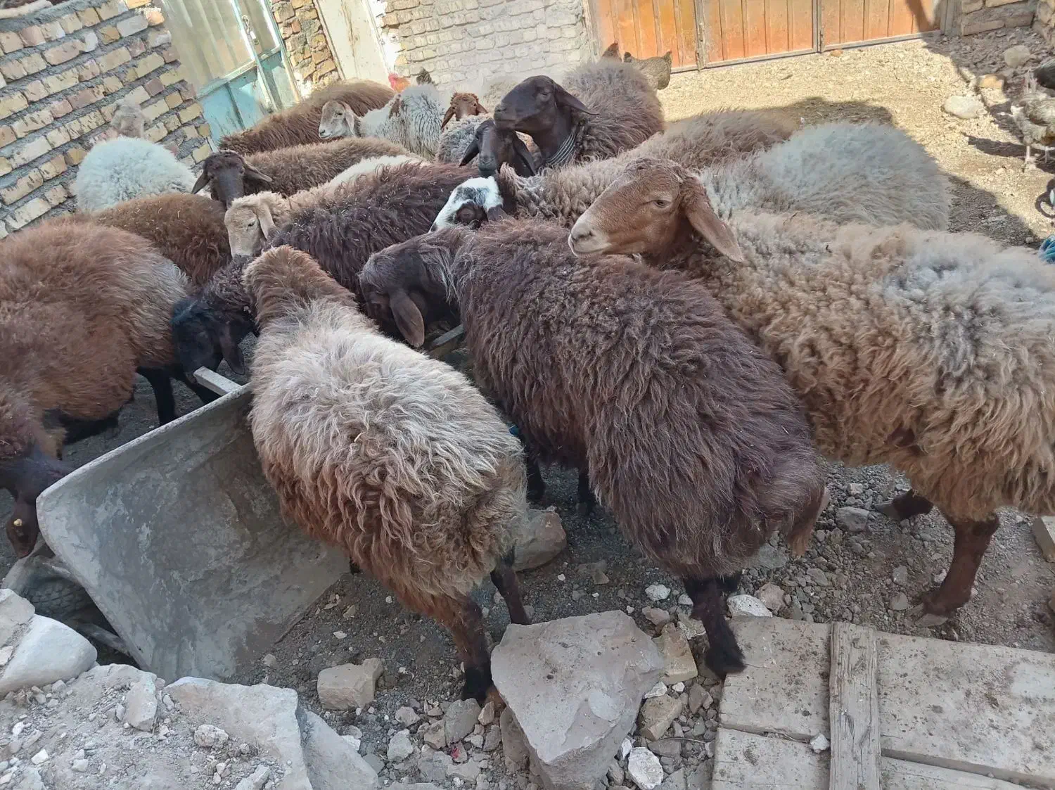 میش هترو دوقلو سه قلو زای بشرت ازمایش|حیوانات مزرعه|جوین, |دیوار