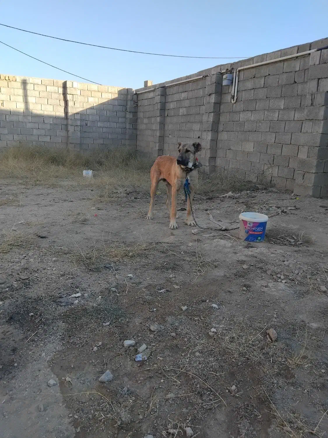 توله سگ کانگال|سگ|چادگان, |دیوار