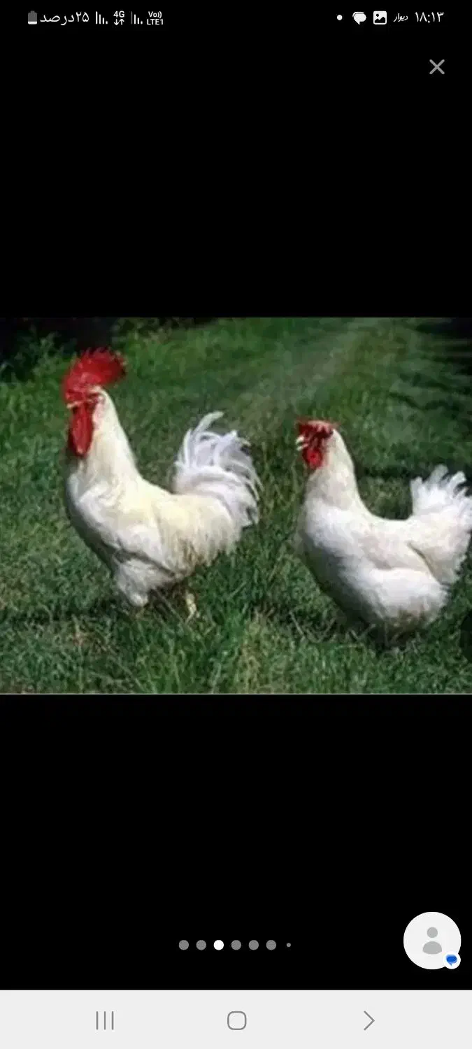 مرغ خروس سیاه سفید مشکی قربانی آنلاین حضوری ارسال|حیوانات مزرعه|تهران, صادقیه|دیوار