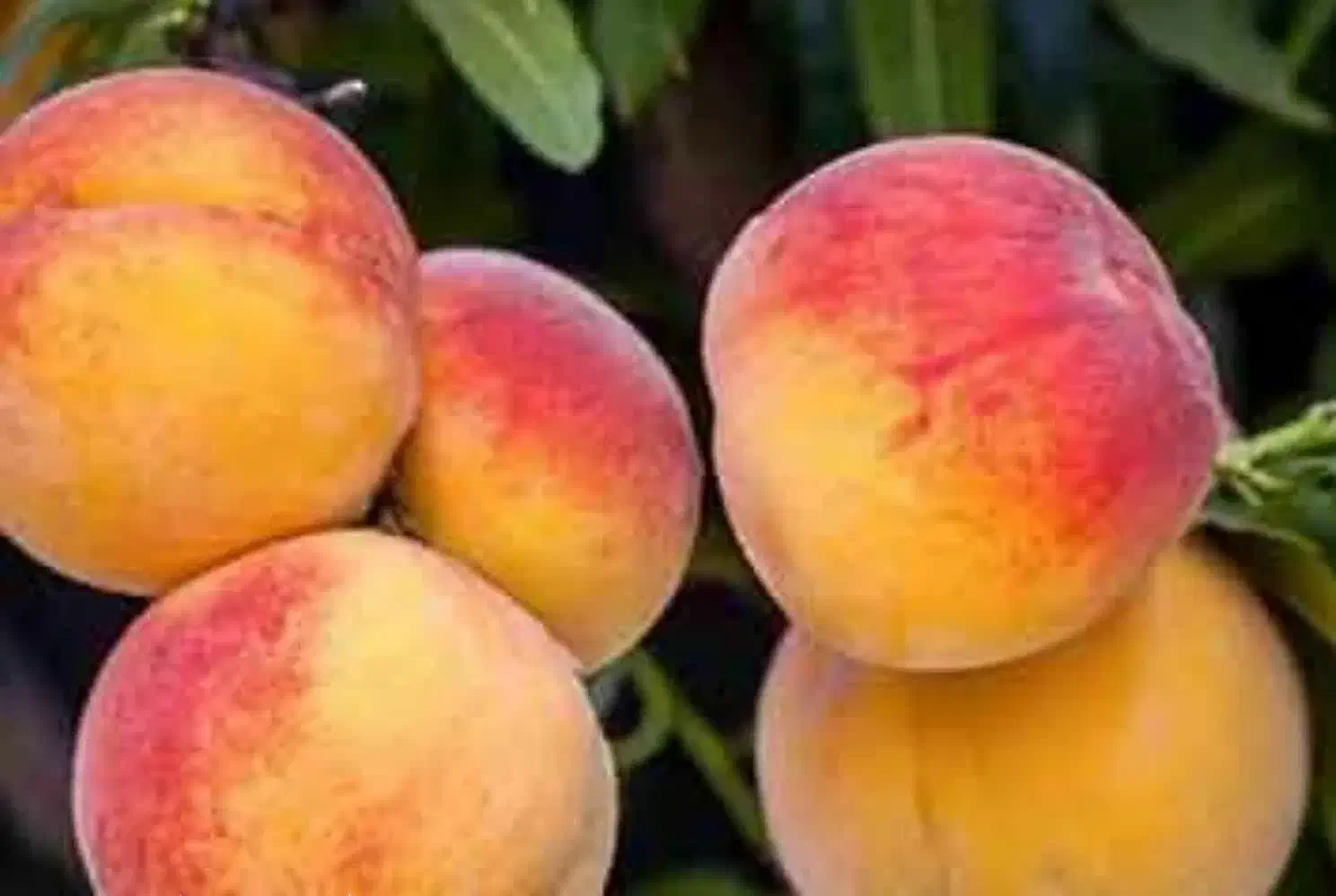 پیش فروش نهال هلو جوادی شناسه دار|خدمات باغبانی و درختکاری|بندر گز, |دیوار