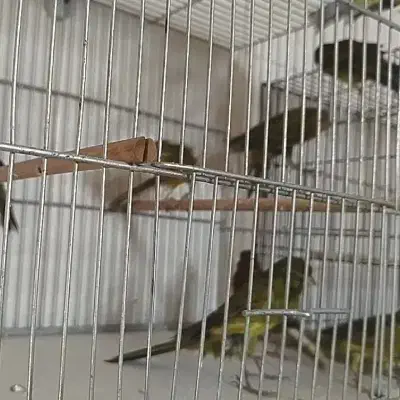 قناری سبز چمنی. بلند|پرنده|قم, انسجام|دیوار