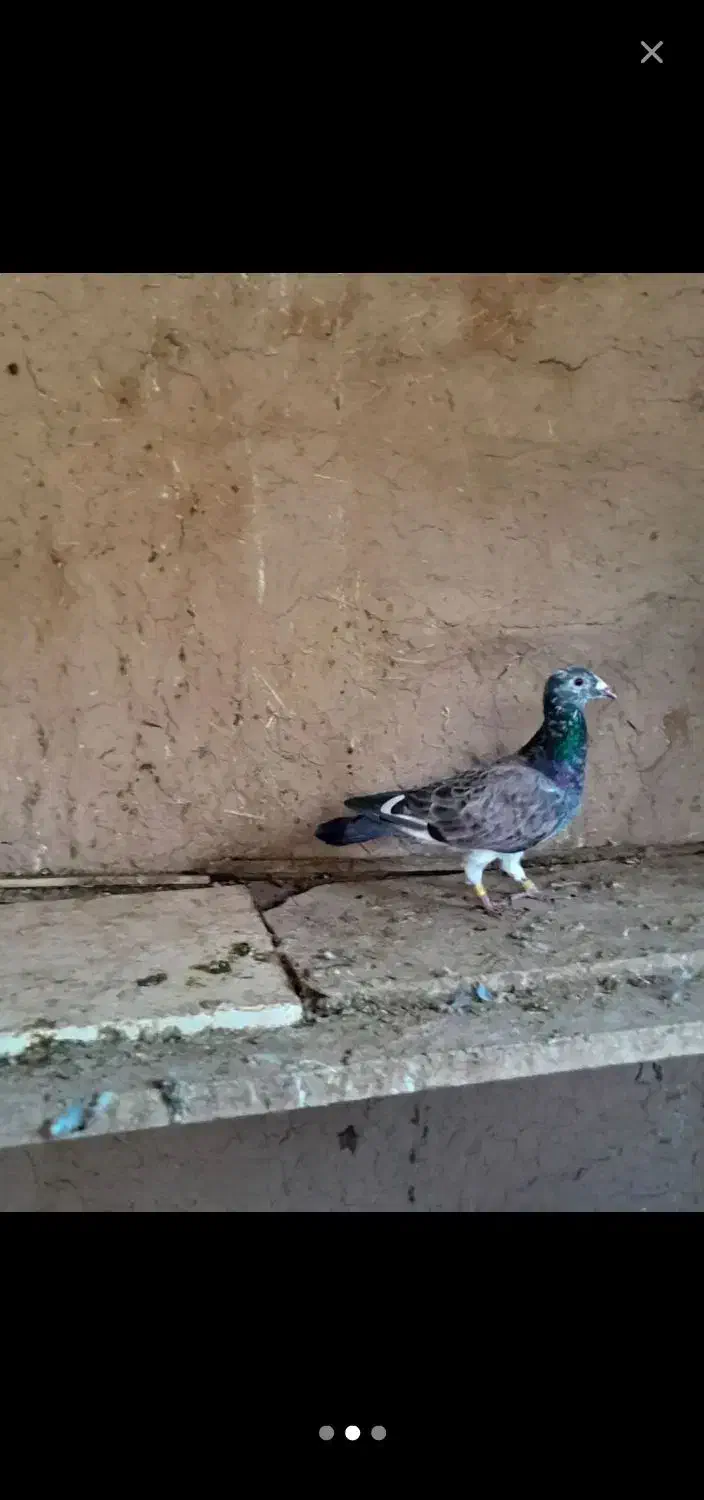 پلاکی مسافتی المانی پولکی قره|حیوانات مزرعه|مشهد, کوی دروی|دیوار