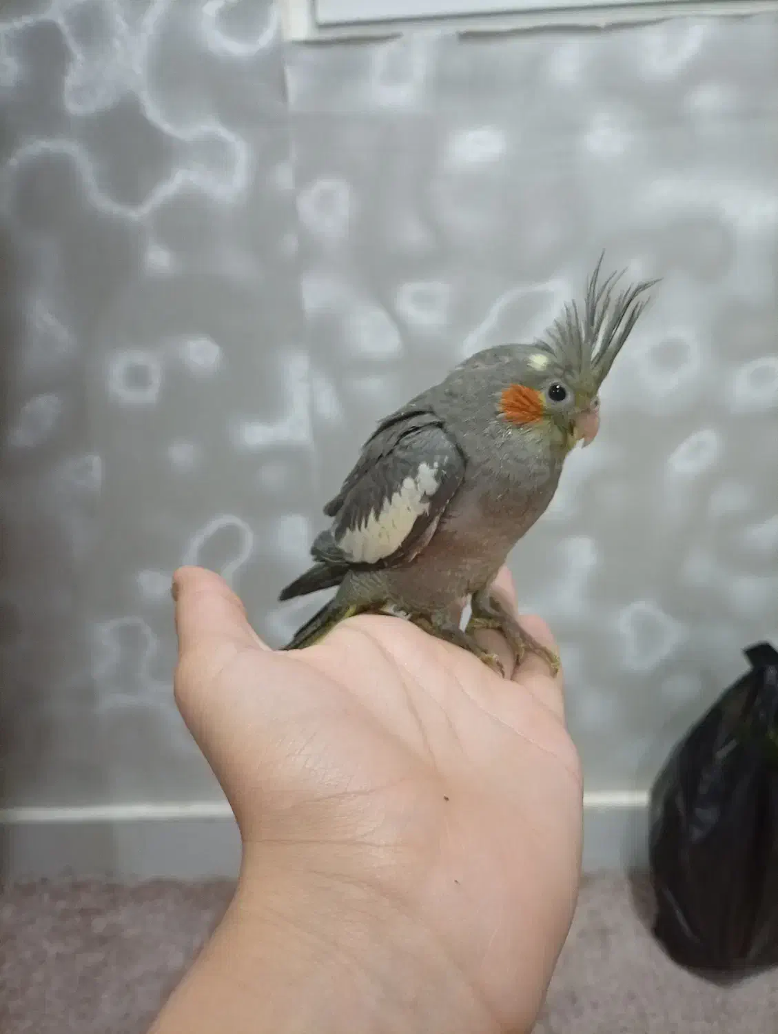 کبوتر|پرنده|اهواز, کوی جواهری|دیوار