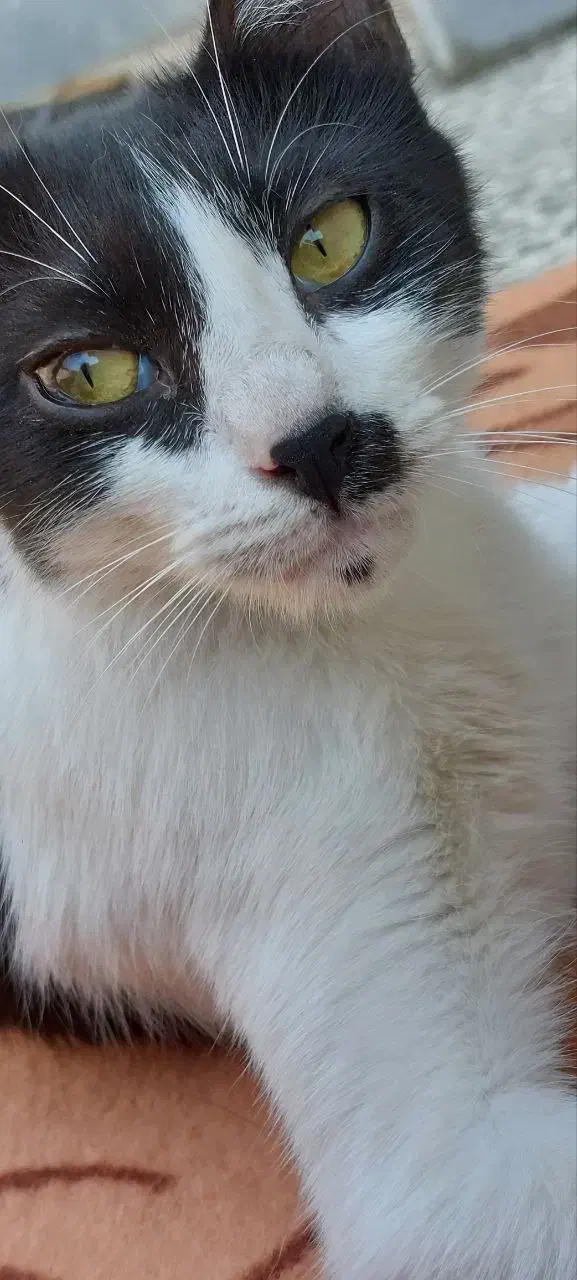 واگذاری دو گربه ملوس|گربه|مینودشت, |دیوار