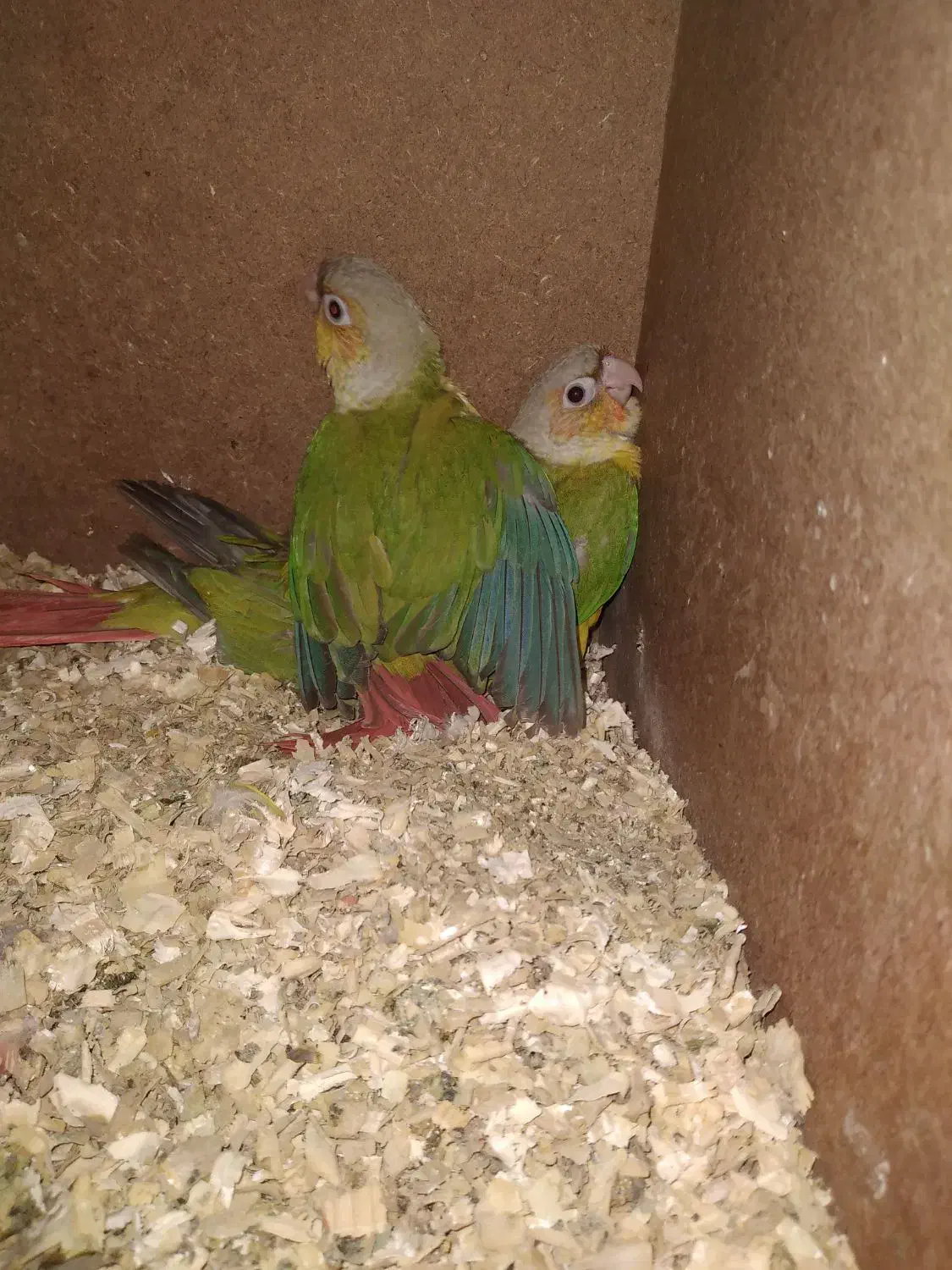 گرینچیک اناناسی|پرنده|مشهد, چهارچشمه|دیوار