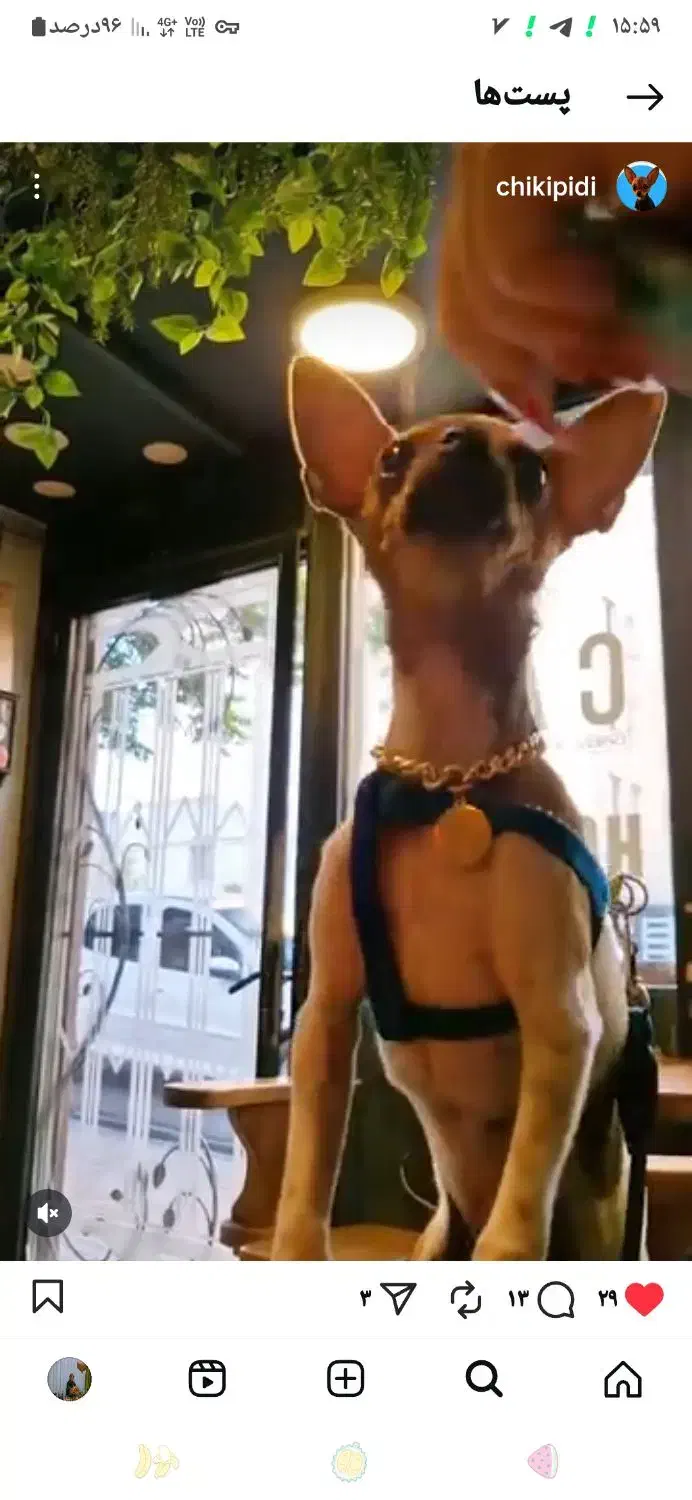 واگذاری|سگ|باسمنج, |دیوار