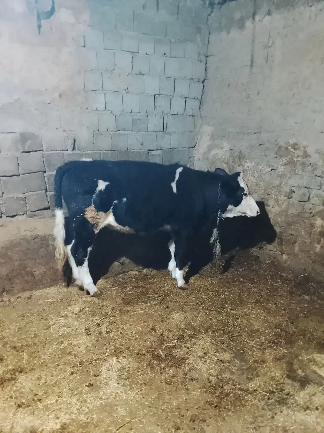 گوساله|حیوانات مزرعه|نظر کهریزی, |دیوار