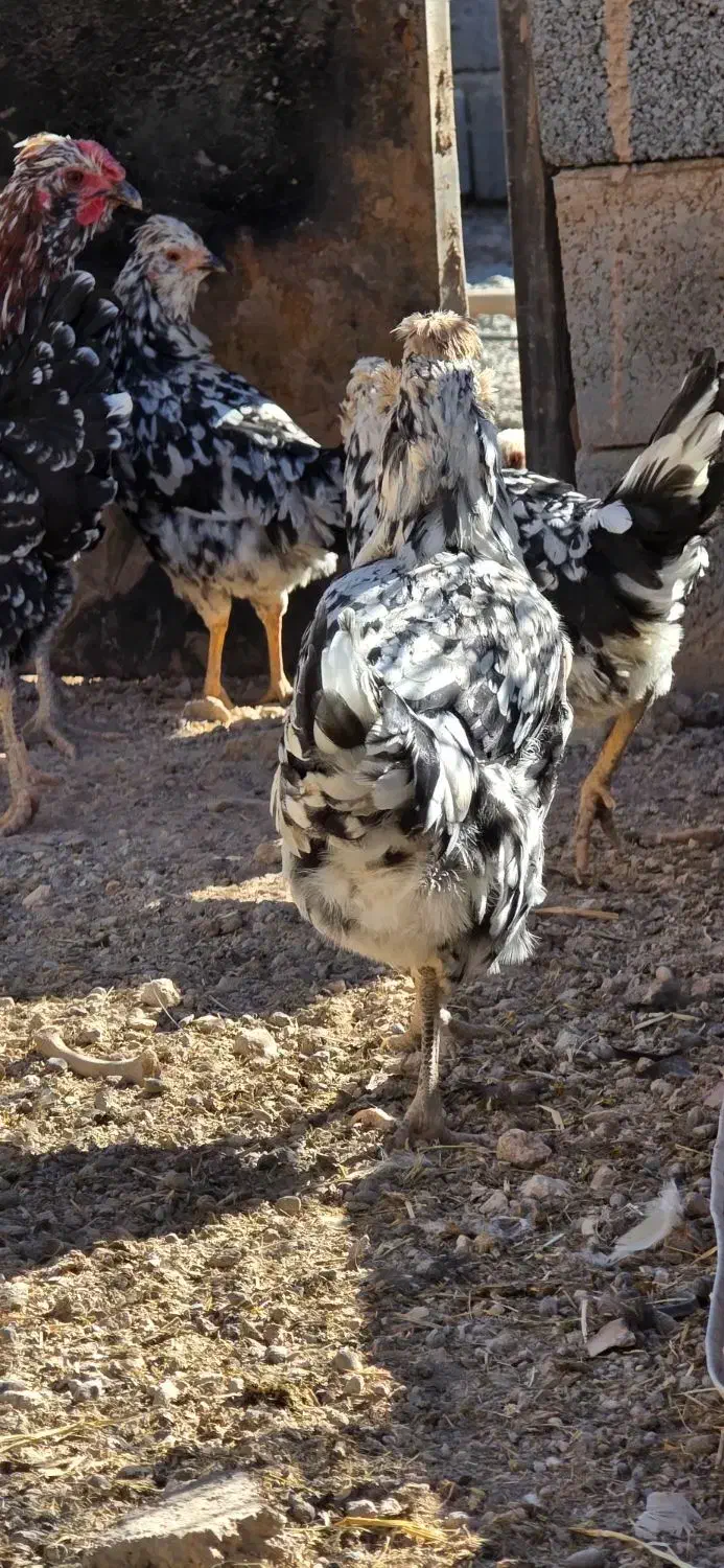 مرغ و خروس گلین|حیوانات مزرعه|سیرجان, |دیوار