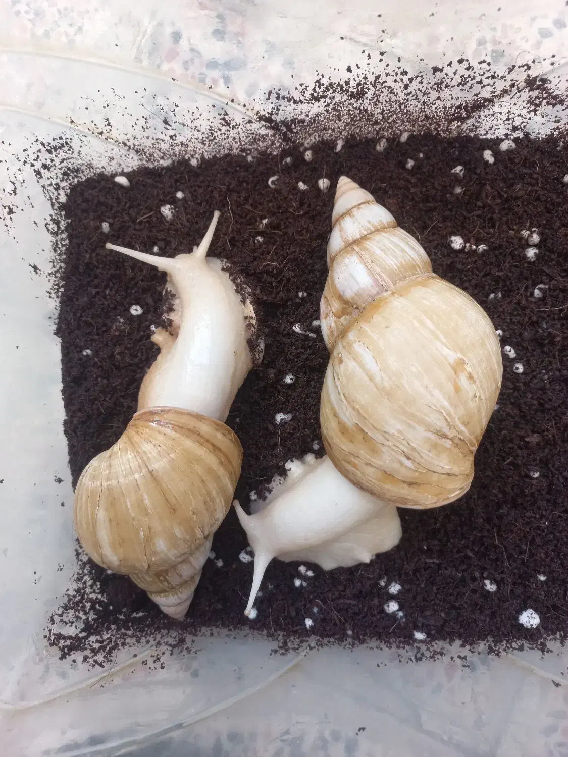 حلزون|خزنده|شهریار, شهرک وائین|دیوار