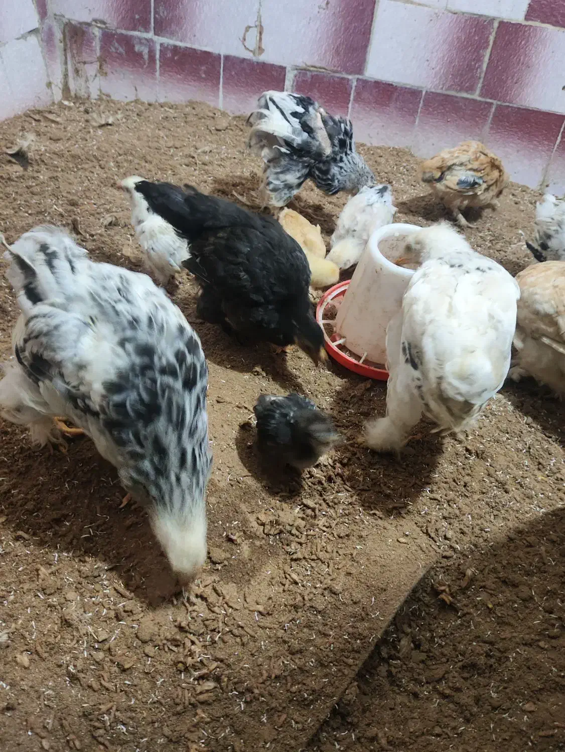 جوجه برهما|حیوانات مزرعه|مرند, |دیوار