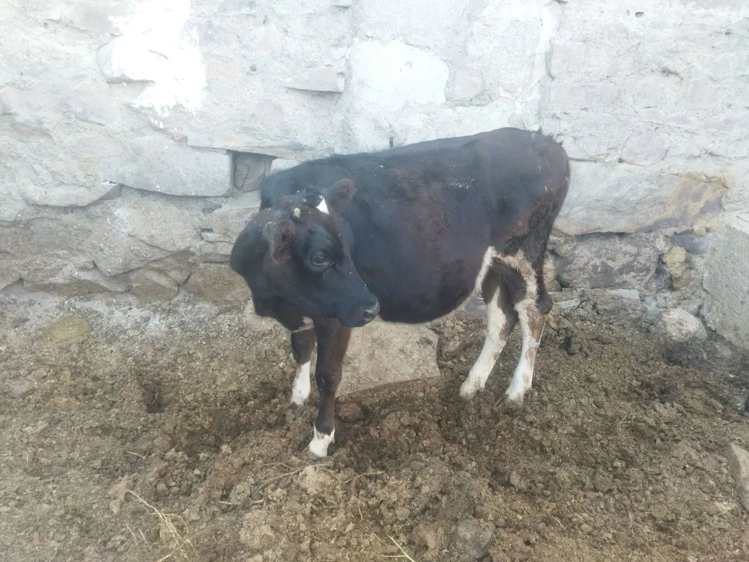 گاو|حیوانات مزرعه|سده (خراسان جنوبی), |دیوار