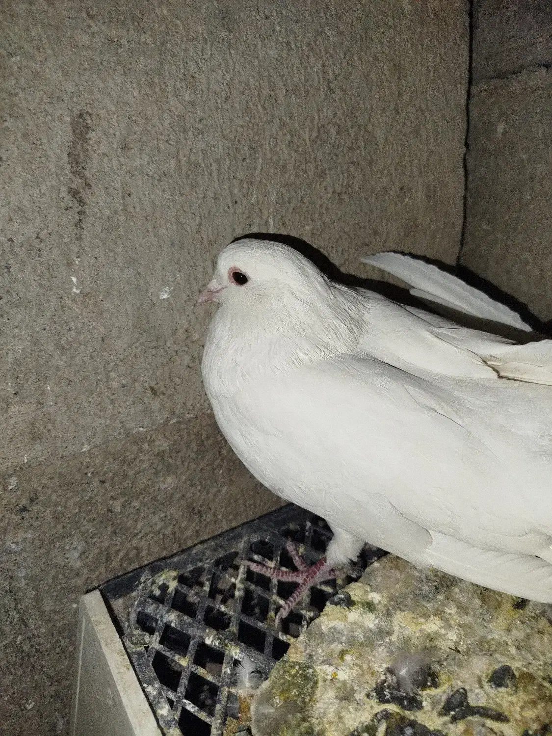 سفید|پرنده|خانمیرزا, |دیوار