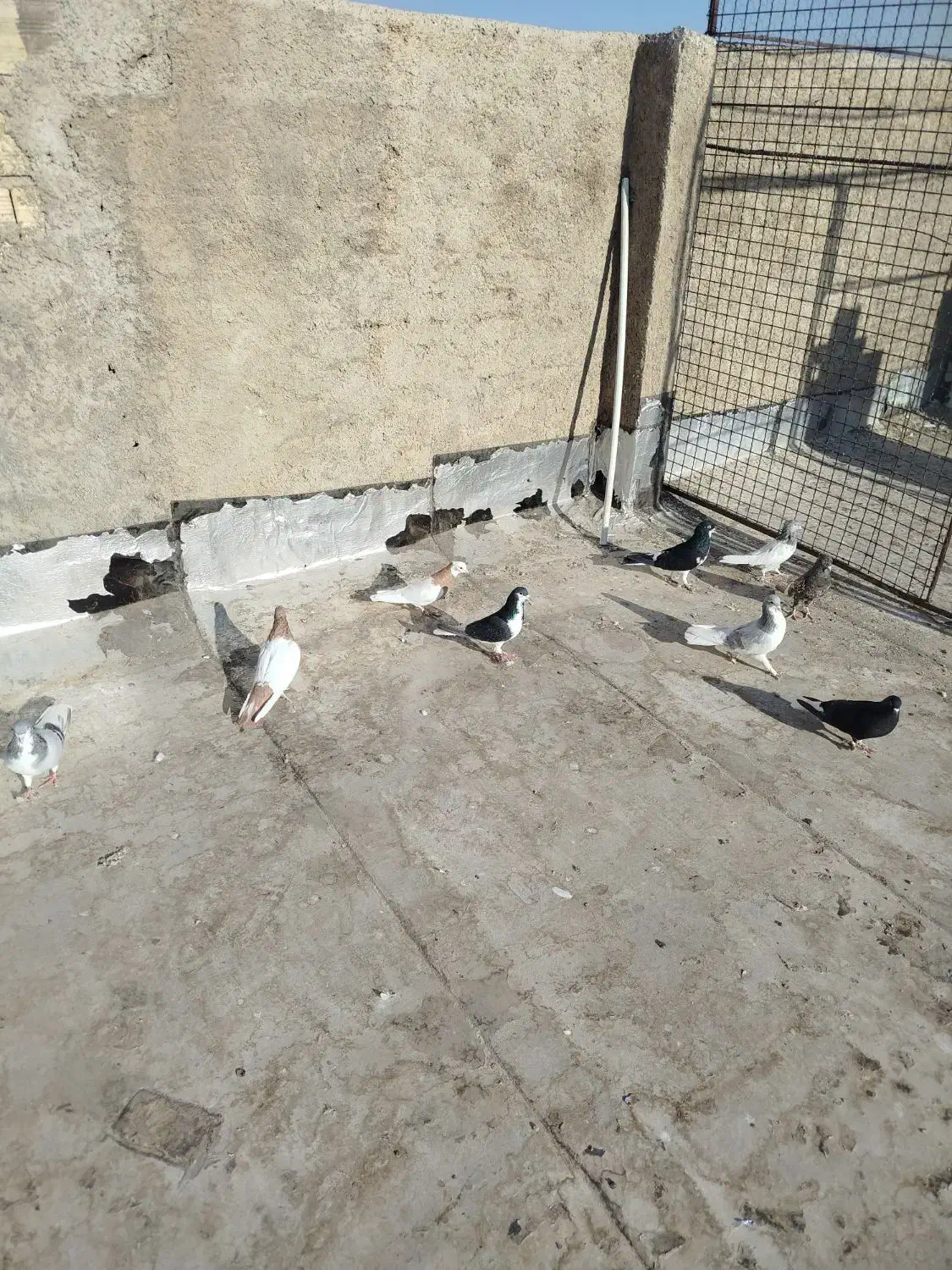 9 تا کفتر شهری بهبهانی نر|پرنده|شیراز, سلطان آباد|دیوار