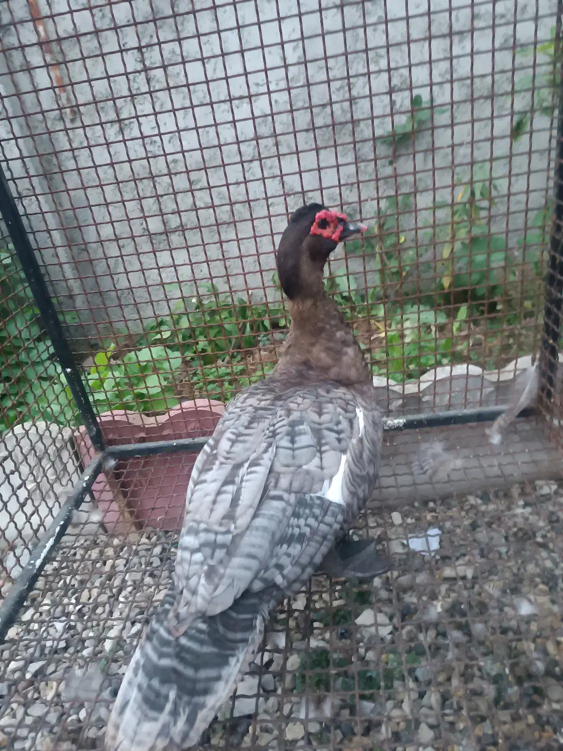 اردک اسرائیلی رنگ خاص کوکو|حیوانات مزرعه|رامسر, |دیوار