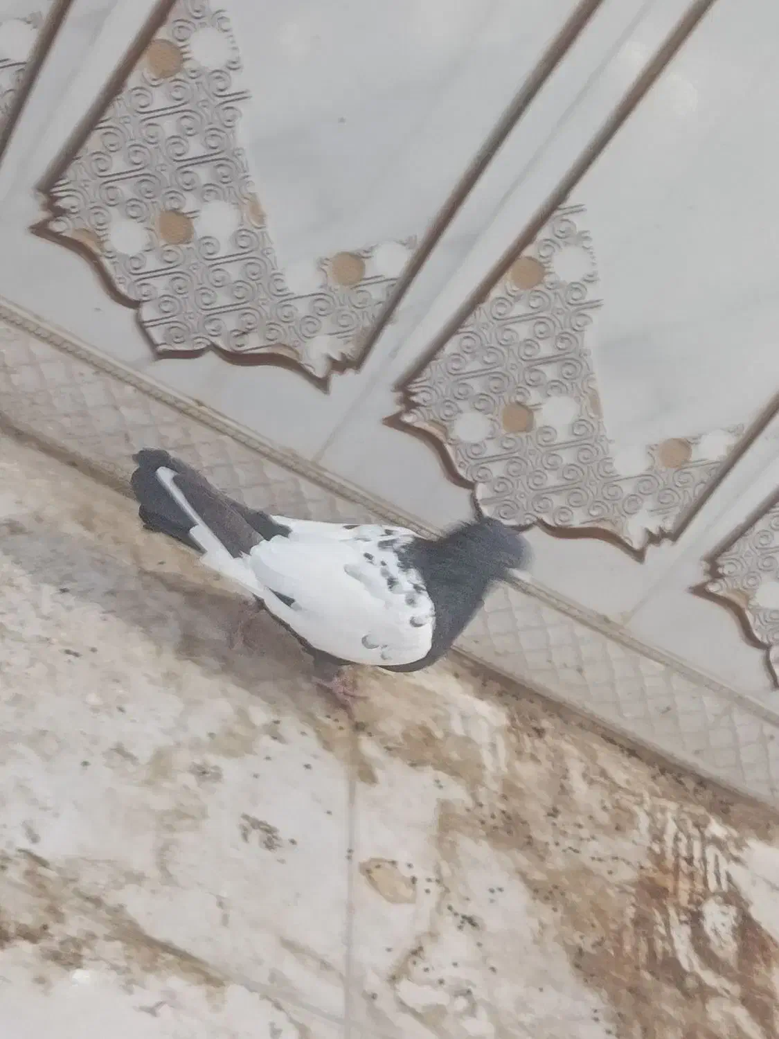 سینه سیاه و کله دم‌سیاه صفت هردو نر|پرنده|اهواز, فتح|دیوار