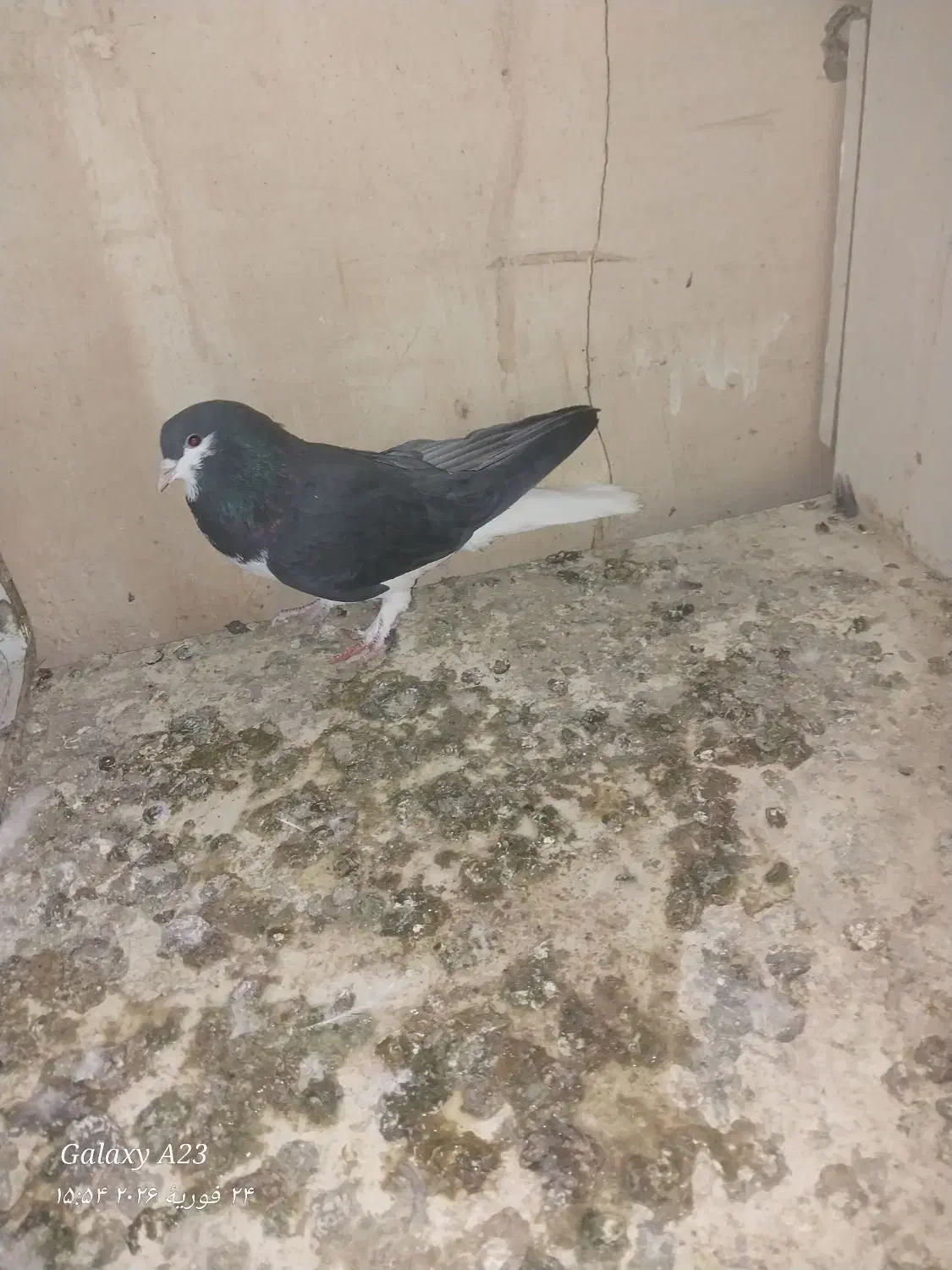 کفتر خوش رنگ|پرنده|محمدیه-قزوین, |دیوار