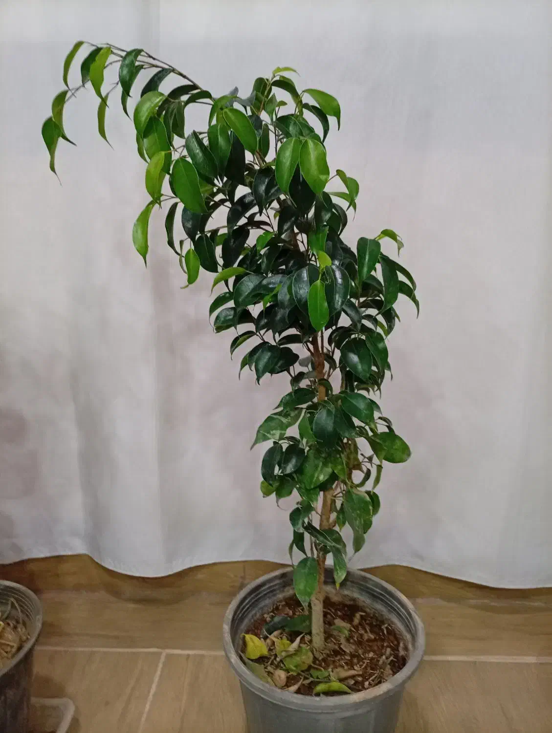 گل فیکوس|گل و گیاه طبیعی|بیرجند, |دیوار