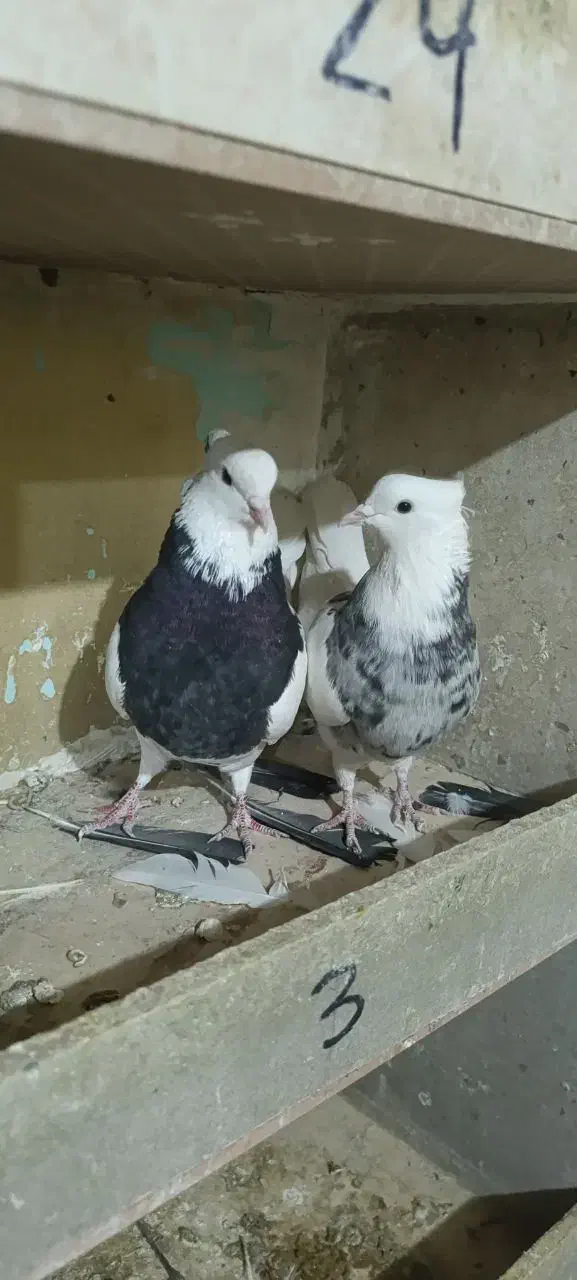 کبوتر طوقی رنگی|پرنده|ابهر, |دیوار