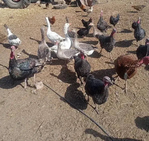مرغ،خروس،بوقلمون،غاز. فروشی|حیوانات مزرعه|نصر آباد, |دیوار