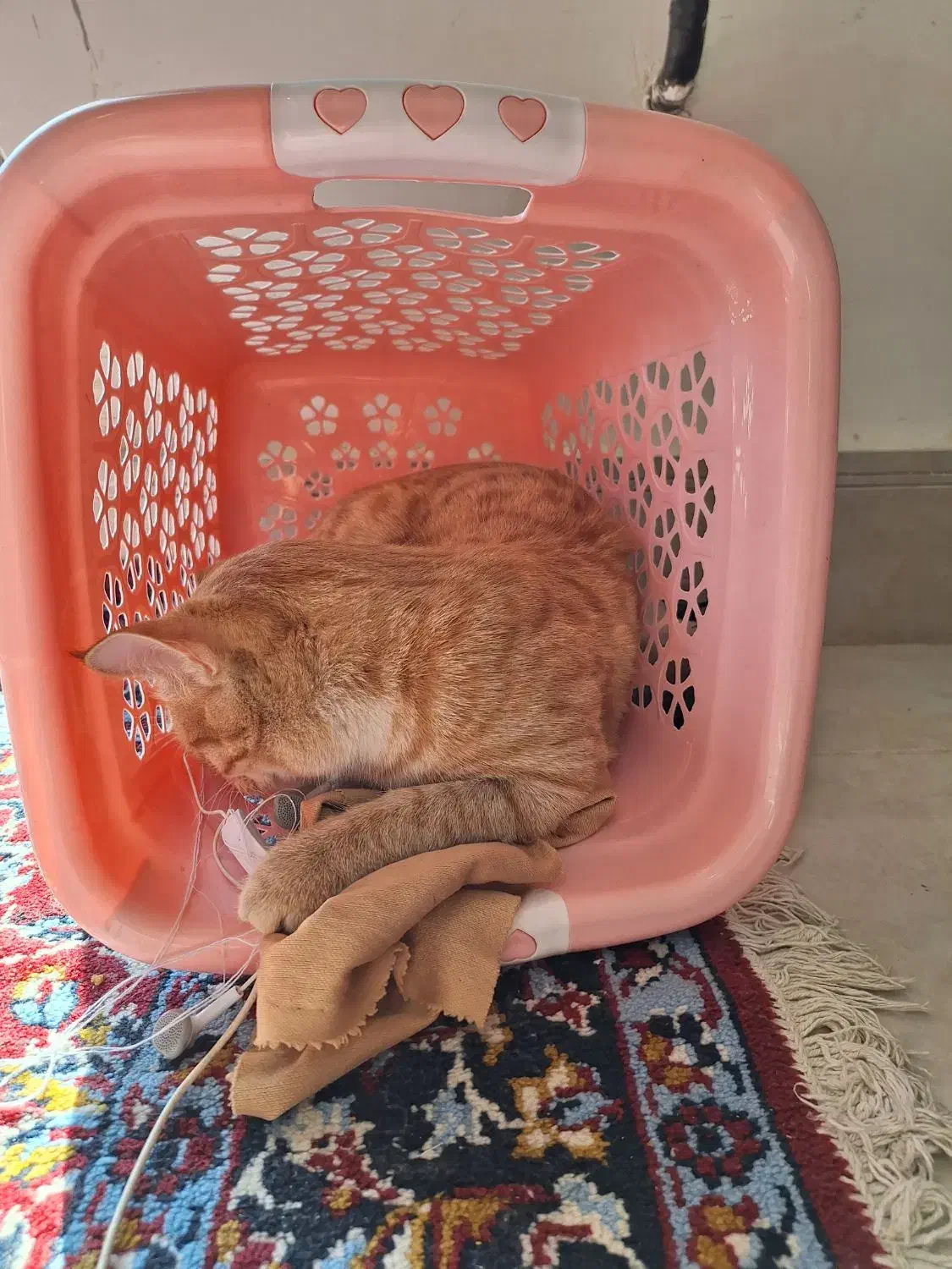 گربه گمشده|گربه|مشهد, چاهشک|دیوار