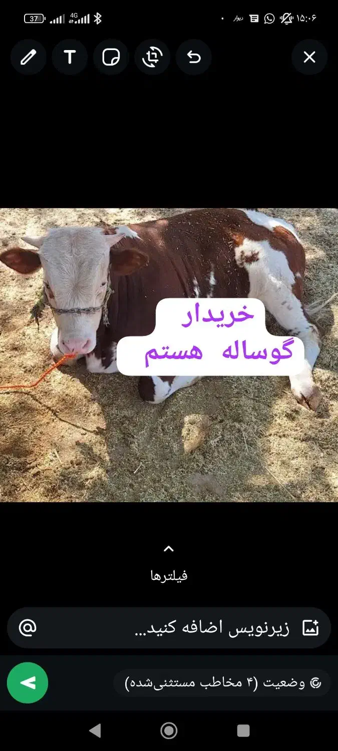 خریدار . گاو گوساله|حیوانات مزرعه|اندیمشک, |دیوار