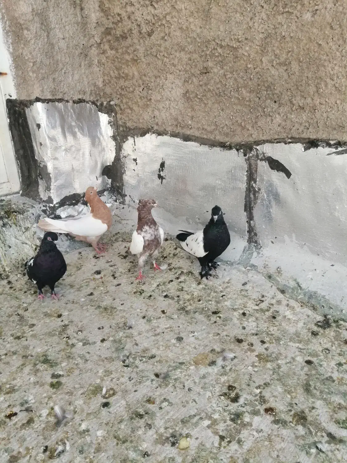 سینه زرد|پرنده|شیراز, شهرک گلها|دیوار