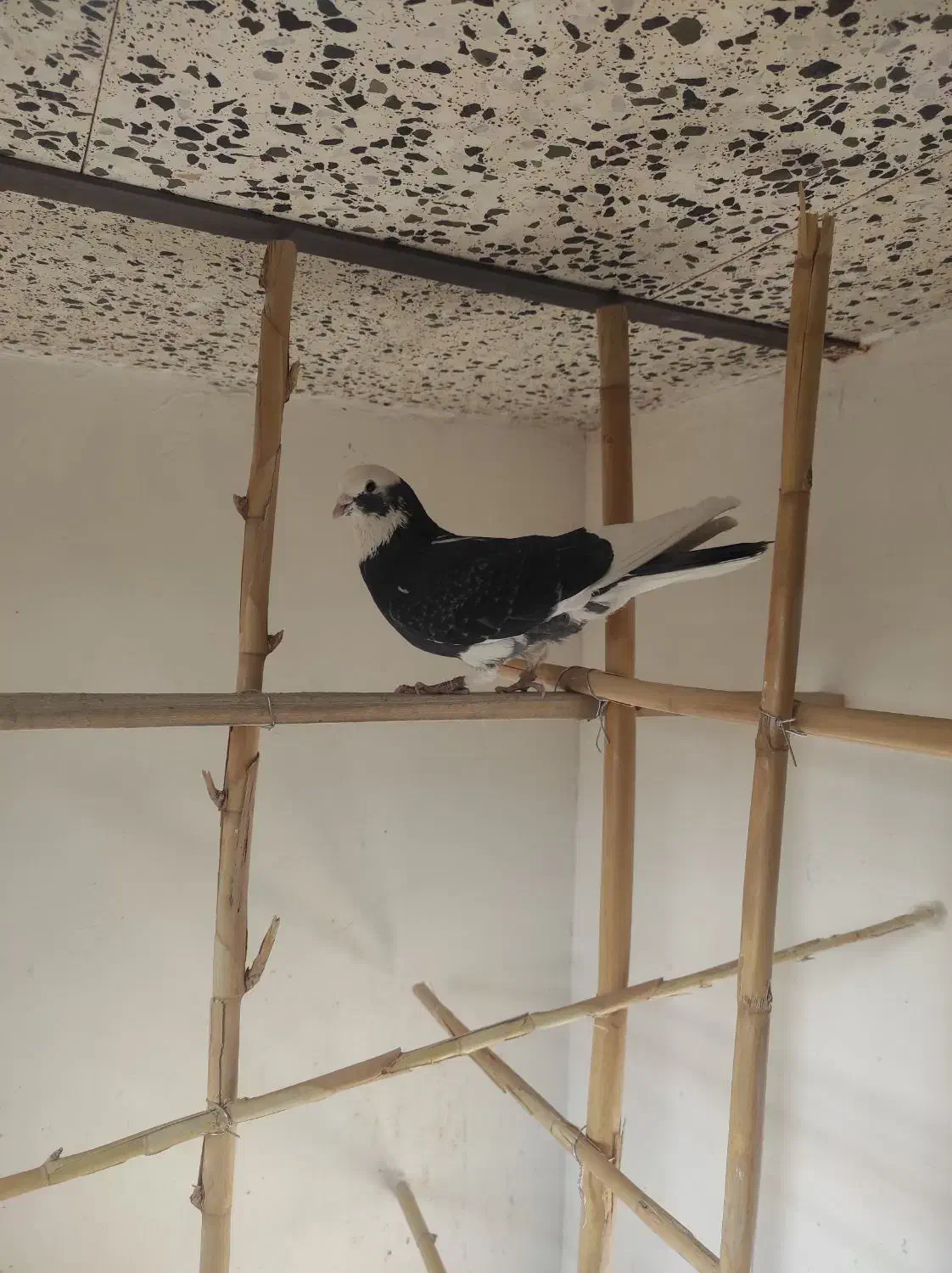 کبوتر پرشی|پرنده|مهدی شهر, |دیوار