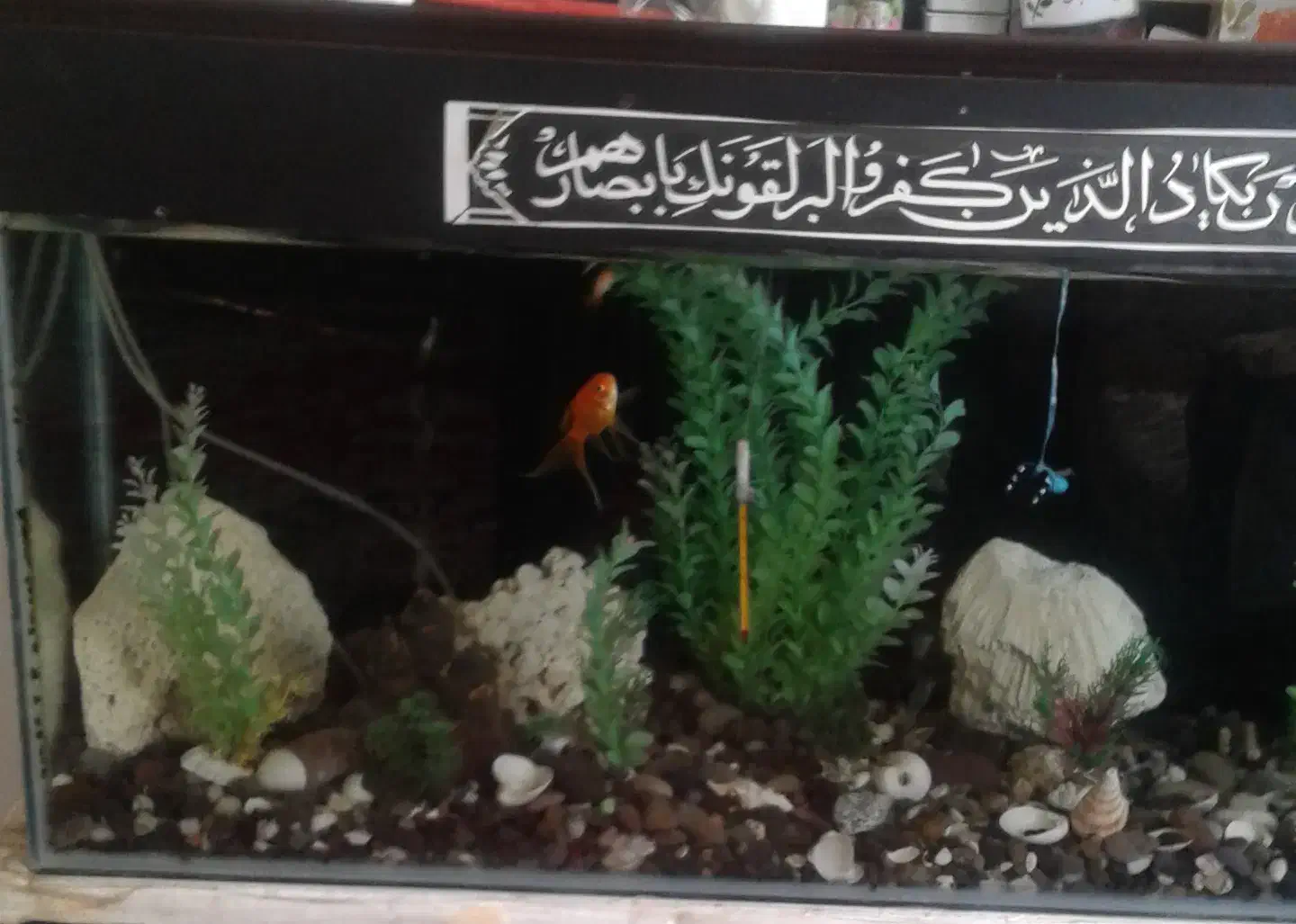 آکواریوم|ماهی|همدان, |دیوار