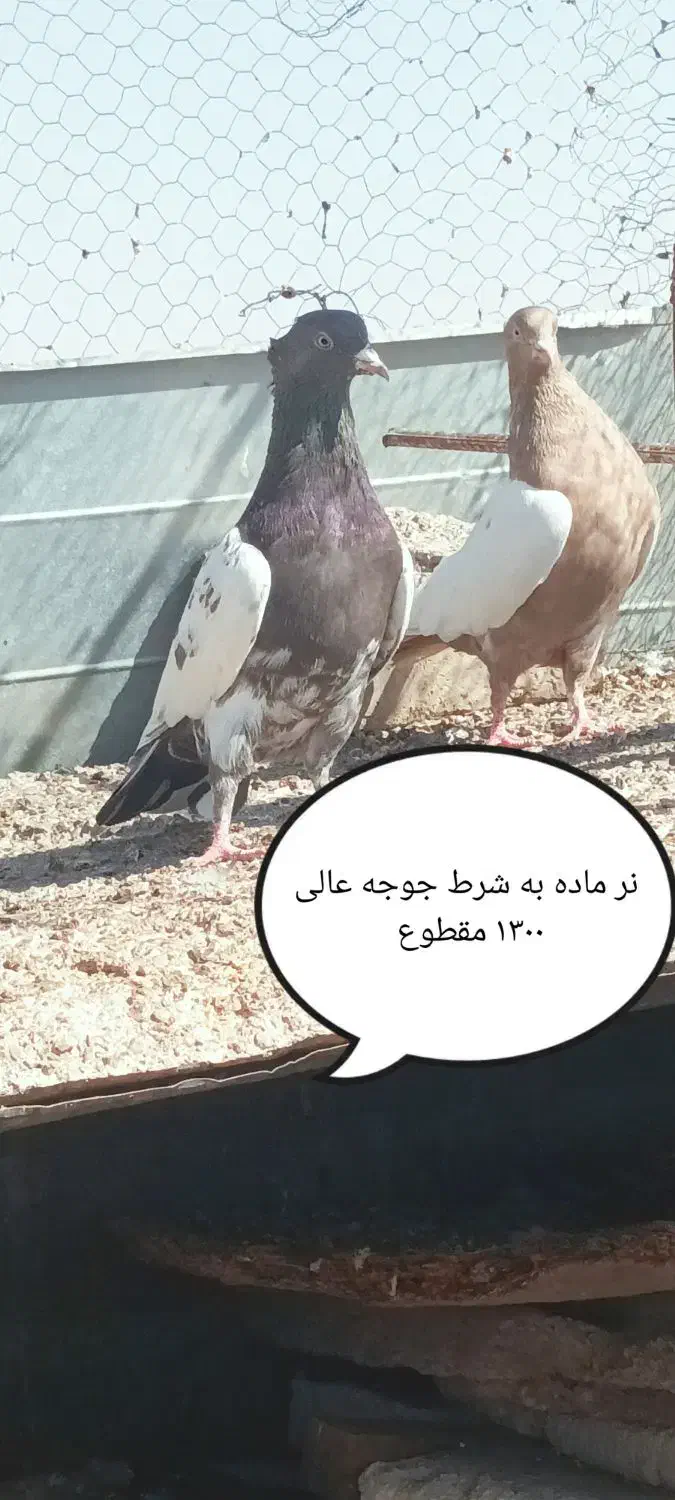 کفتر جوان بی عیب  ۰۰|پرنده|شیراز, پودنک|دیوار