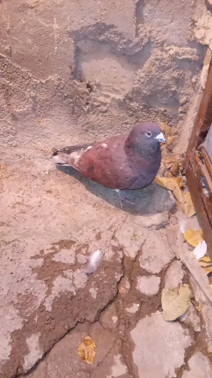 کفتر|پرنده|قوچان, |دیوار