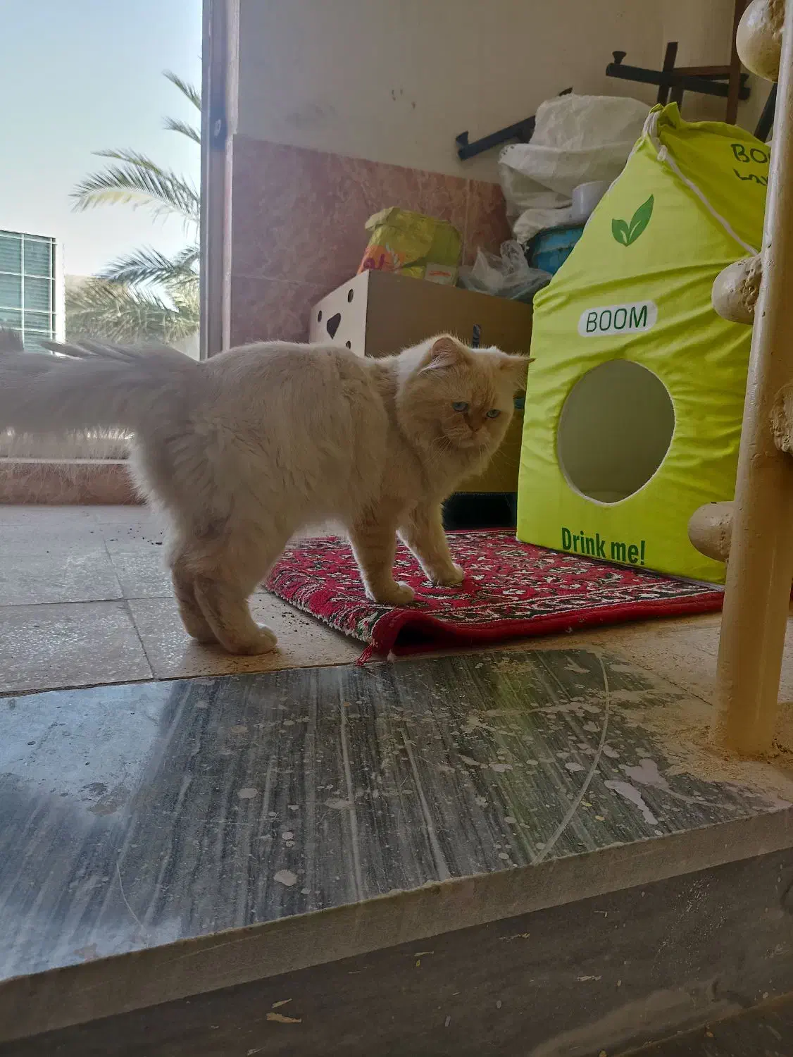 گربه پرشین|گربه|عباس‌آباد, |دیوار