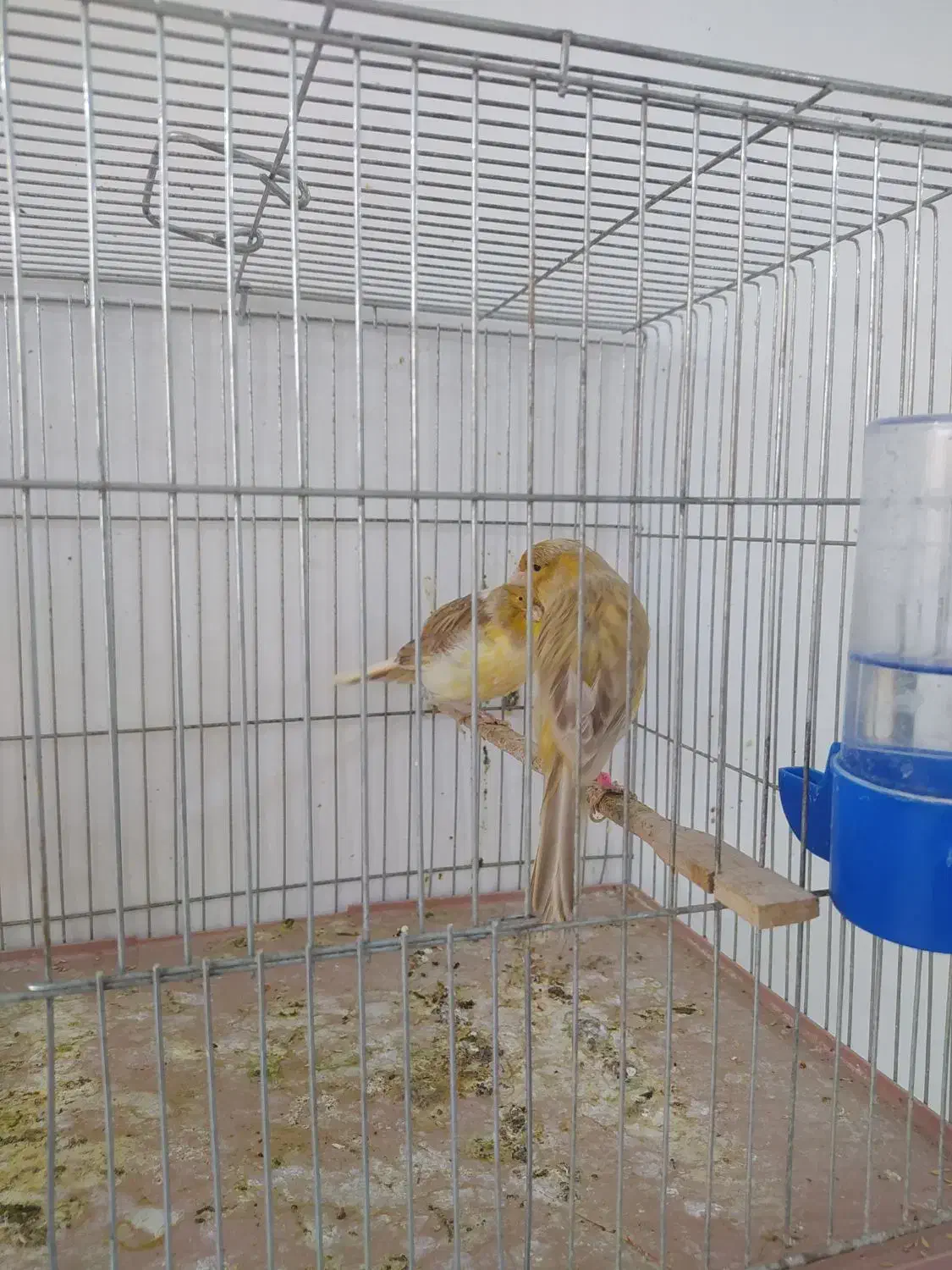 قناری رسمی بلند|پرنده|فولادشهر, مسکن مهر فولادشهر|دیوار