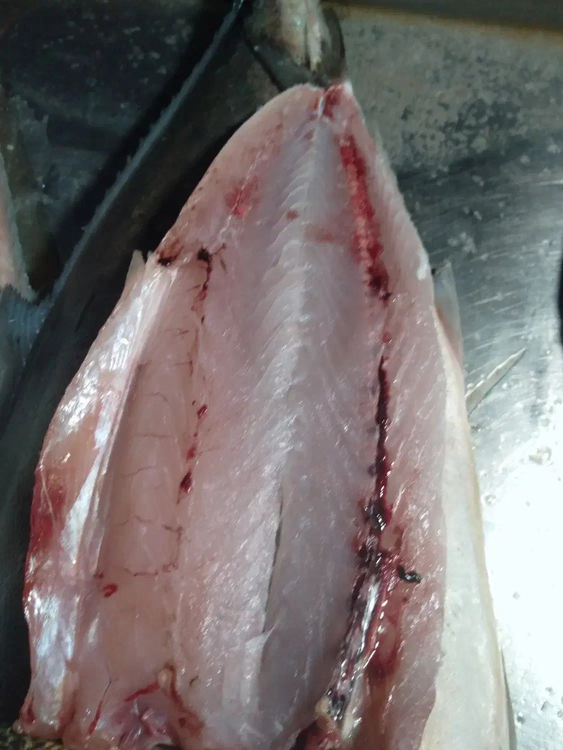 ماهی عمده و جزئی|ماهی|بهبهان, |دیوار