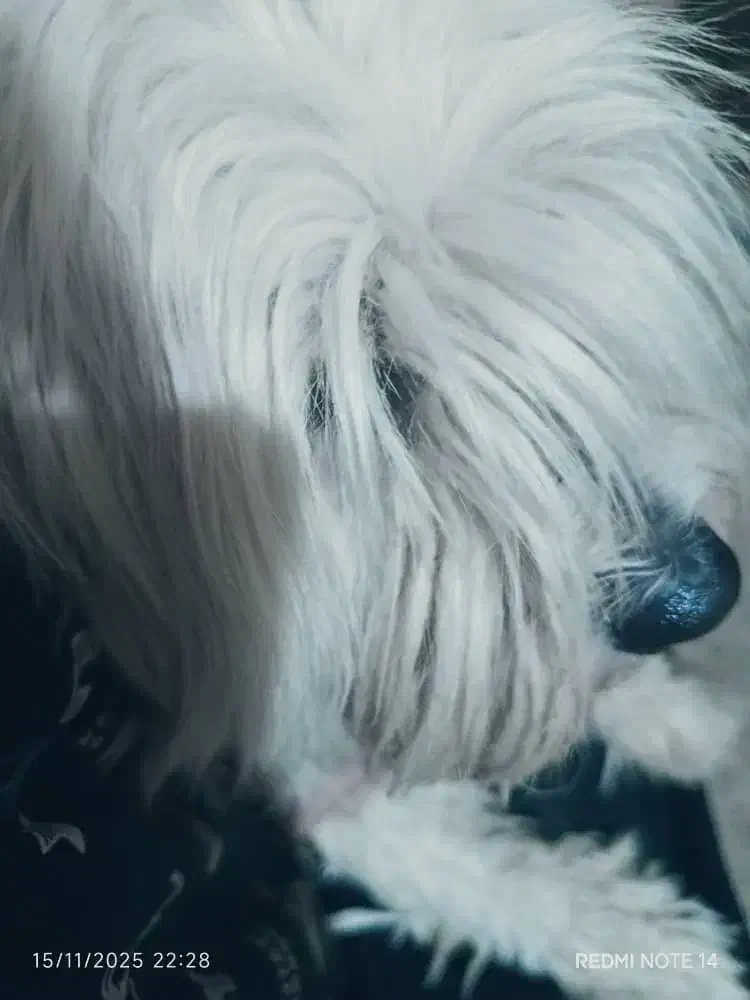 سگ باهوش|سگ|یاسوج, |دیوار