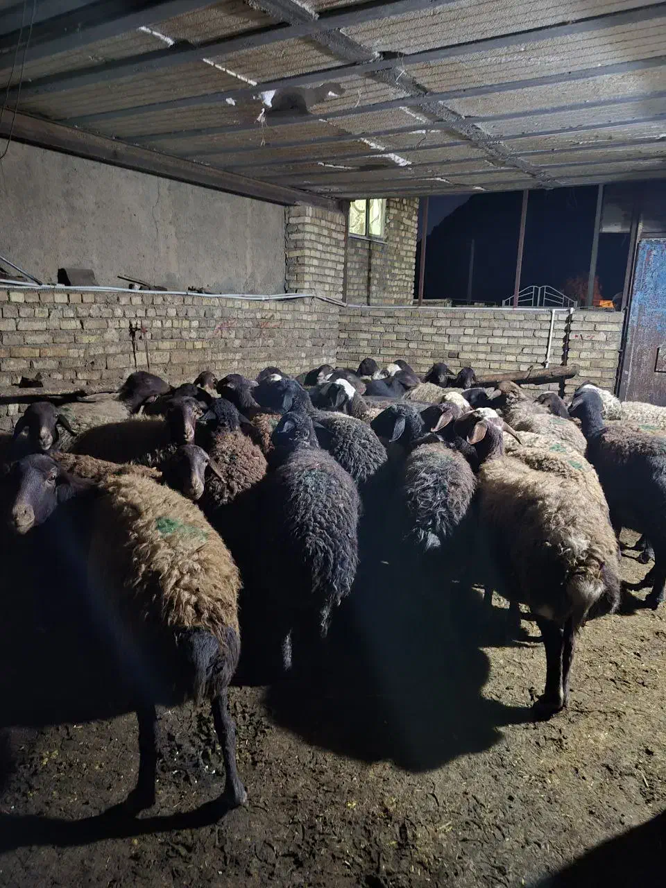 ۴۰ عدد گوسفند افشاری|حیوانات مزرعه|دینور, |دیوار