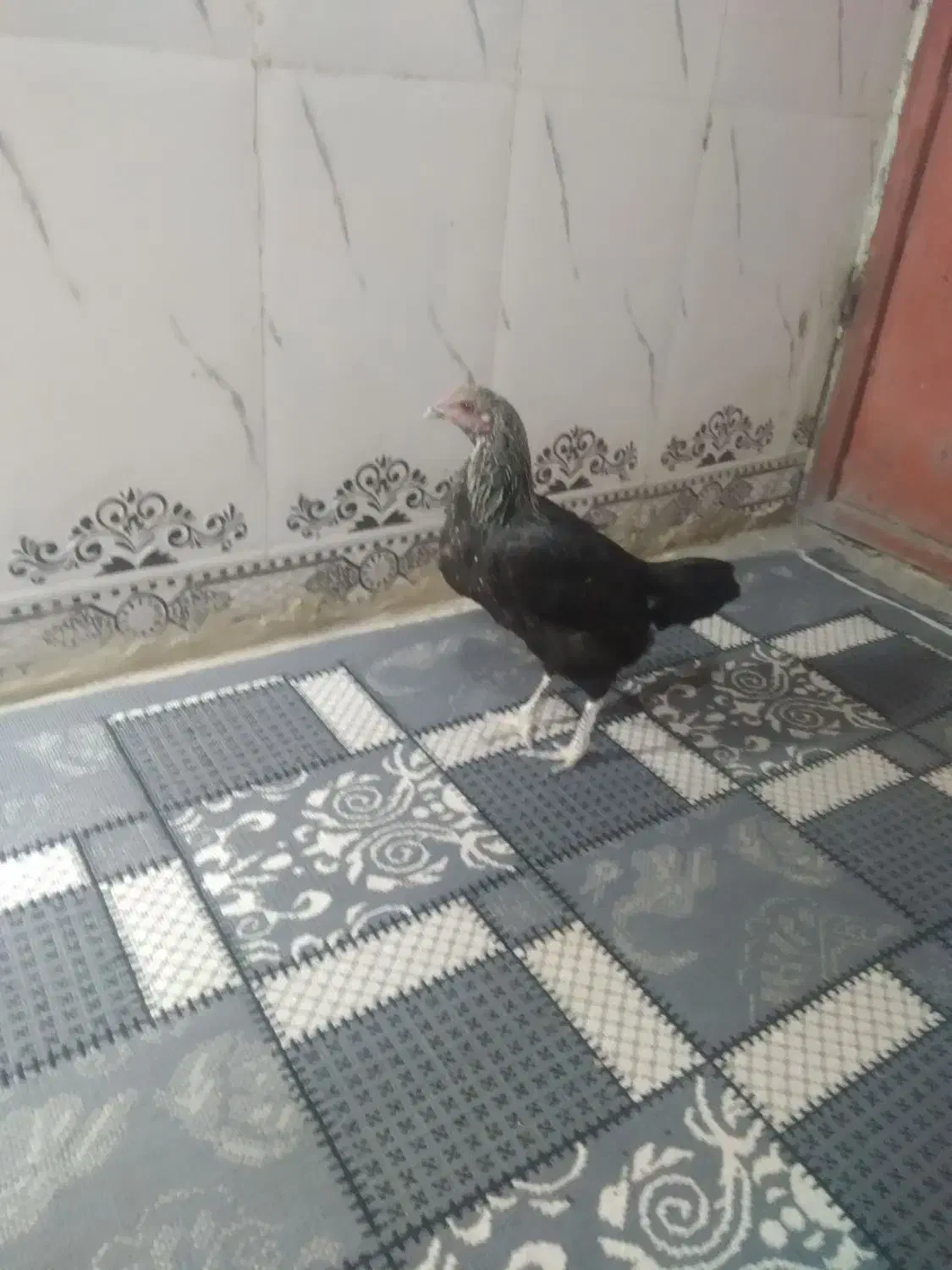 مرغ محلی|حیوانات مزرعه|خاش, |دیوار