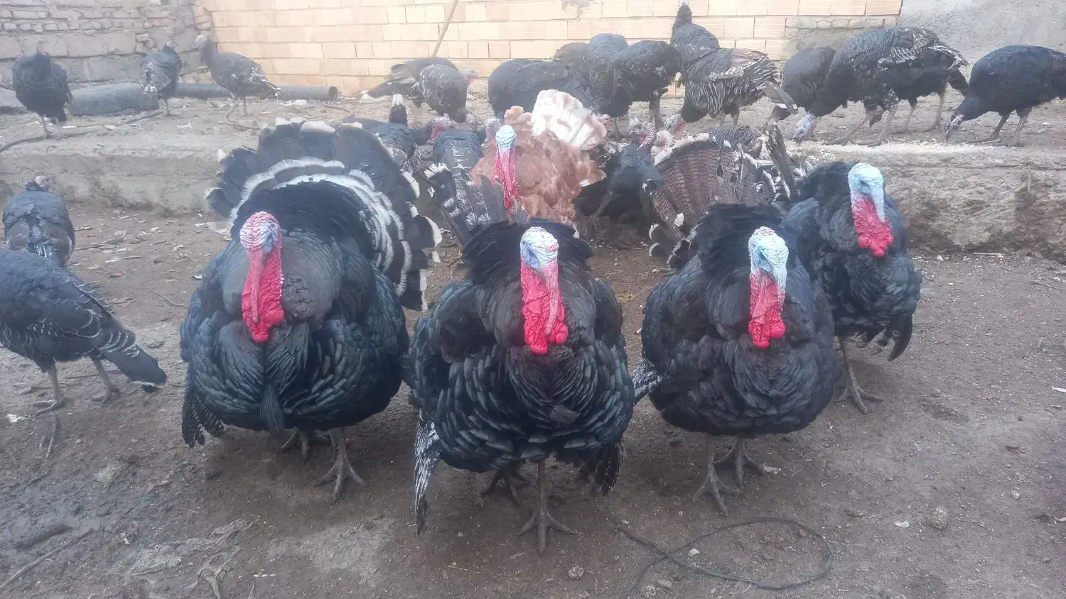 بوقلمون|حیوانات مزرعه|پارس‌آباد, |دیوار