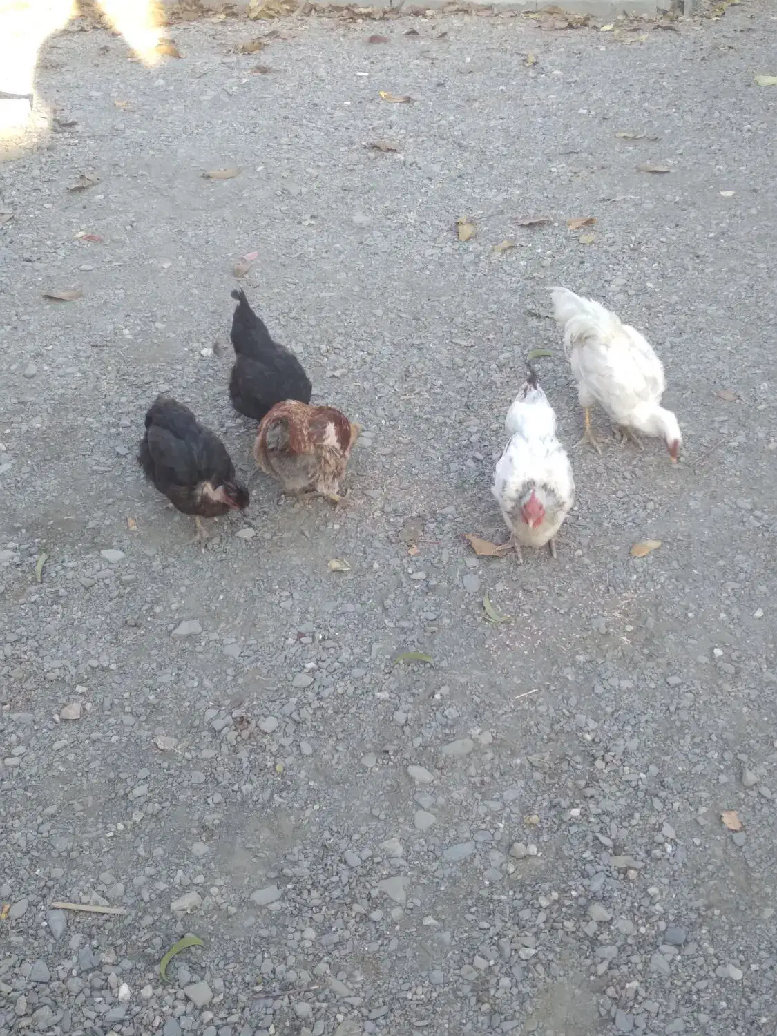 مرغ و جوجه|حیوانات مزرعه|تویسرکان, |دیوار