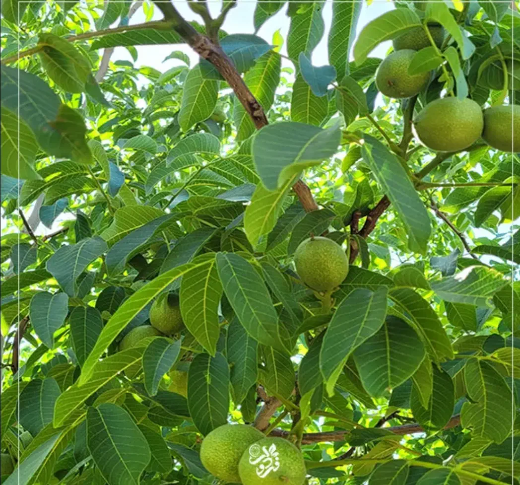 بریدن درخت با اره برقی|خدمات باغبانی و درختکاری|بوکان, |دیوار